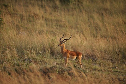 Impala in the wilderness of Africa