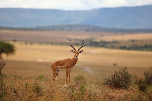 Impala in the wilderness of Africa