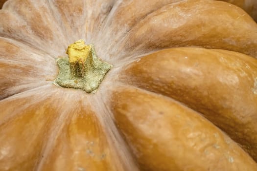 close up pumpkins in market stall