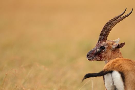 Thomson's Gazelle in the wilderness of Africa