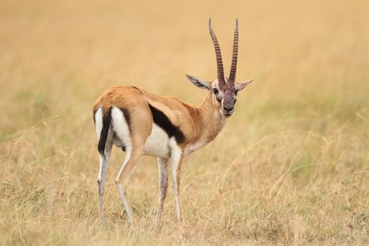 Thomson's Gazelle in the wilderness of Africa