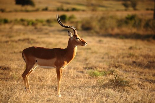 Impala in the wilderness of Africa