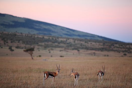 Thomson's Gazelle in the wilderness of Africa