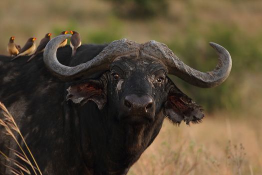 Cape buffalo in the wilderness of Africa