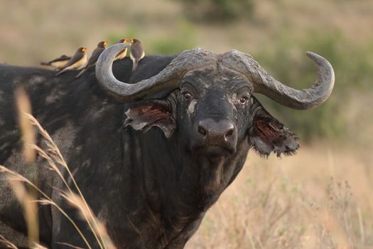 Cape buffalo in the wilderness of Africa