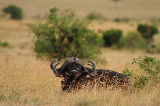 Cape buffalo in the wilderness of Africa