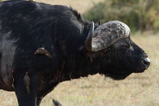 Cape buffalo in the wilderness of Africa