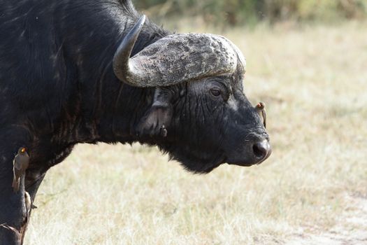 Cape buffalo in the wilderness of Africa