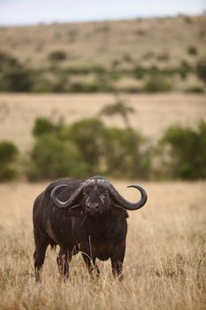 Cape buffalo in the wilderness of Africa