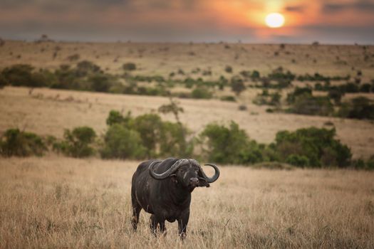 Cape buffalo in the wilderness of Africa