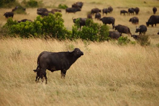 Cape buffalo in the wilderness of Africa