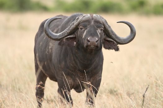 Cape buffalo in the wilderness of Africa