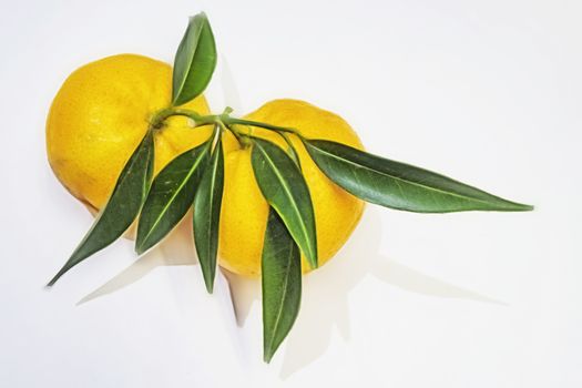 mandarin fruits with vitamin c in winter season