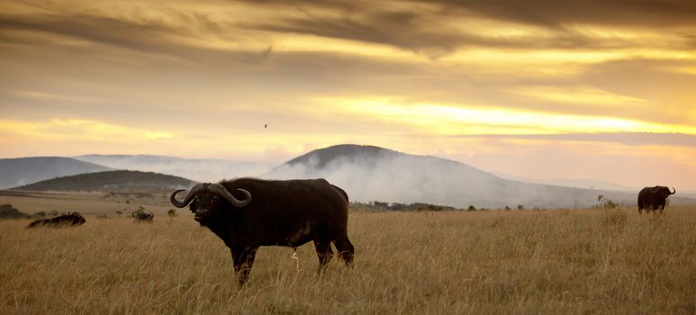 Cape buffalo in the wilderness of Africa