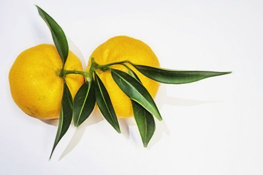 mandarin fruits with vitamin c in winter season