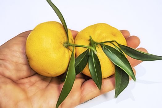 mandarin fruits with vitamin c in winter season