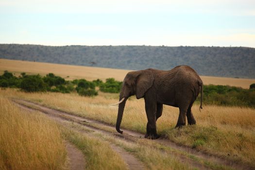 African Elephant in the wilderness of Africa