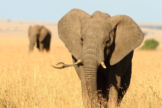 African Elephant in the wilderness of Africa