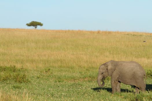 African Elephant in the wilderness of Africa