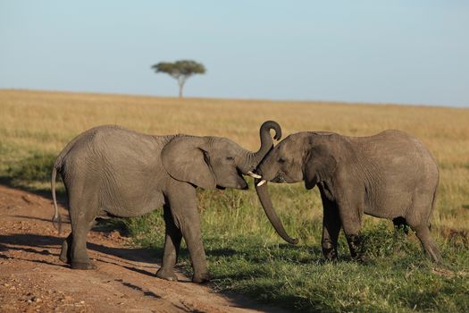 African Elephant in the wilderness of Africa