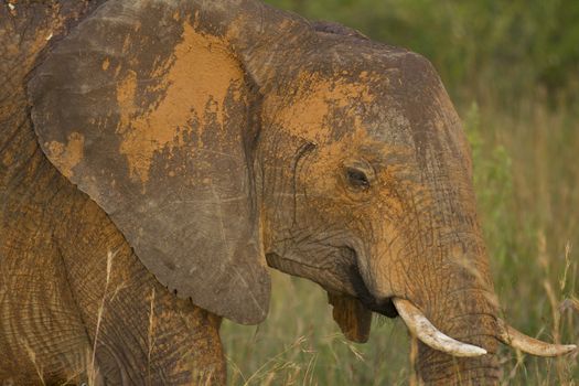 African Elephant in the wilderness of Africa