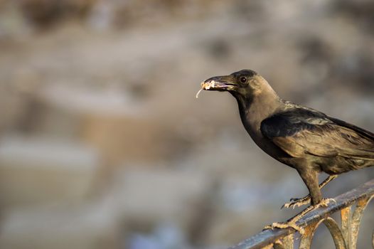 Close-up of a black crow sitting on a rail in the city of Hurghada in Egypt