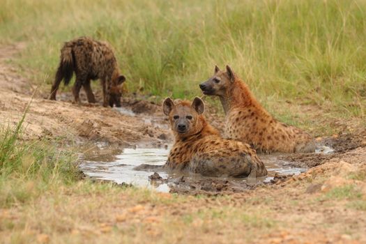 Hyena in the wilderness of Africa