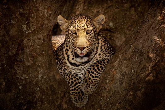 Leopard on tree in the wilderness of Africa