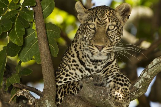 Leopard on tree in the wilderness of Africa