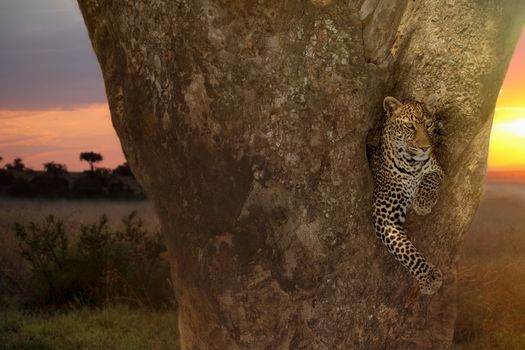 Leopard on tree in the wilderness of Africa