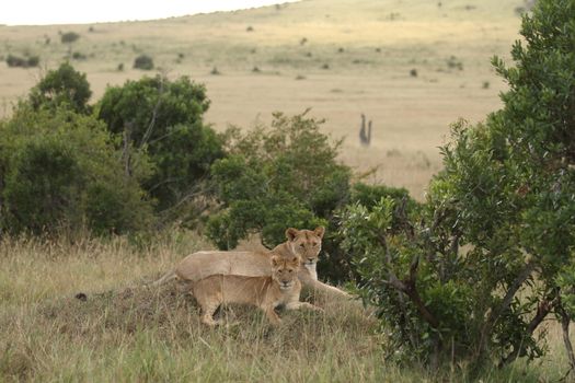 Lion cub in the wilderness of Africa