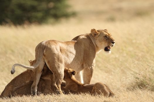 Lion cub in the wilderness of Africa