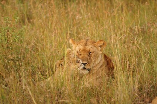 Lion cub in the wilderness of Africa