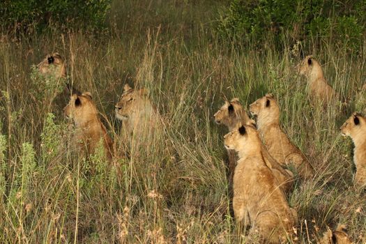 Lion cub in the wilderness of Africa