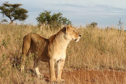 Female lion in the wilderness of Africa