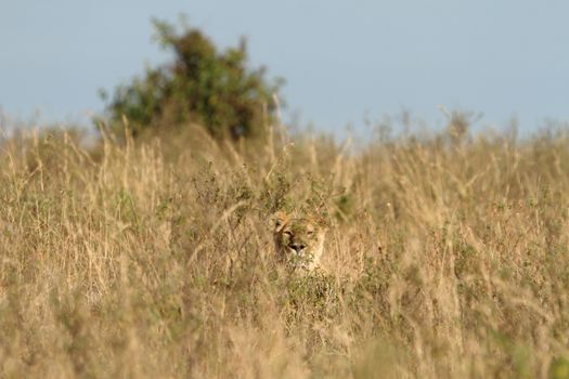 Female lion in the wilderness of Africa