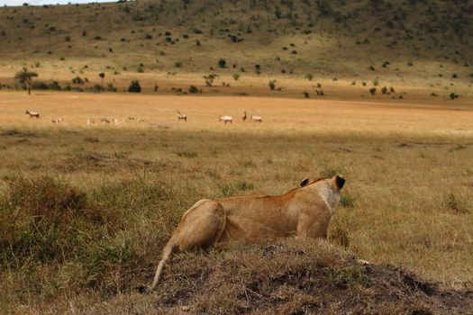 Female lion in the wilderness of Africa