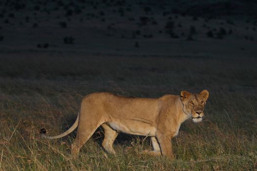 Female lion in the wilderness of Africa