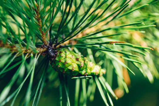 Close up of green cone on the pine tree