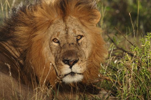 Male lion in the wilderness of Africa