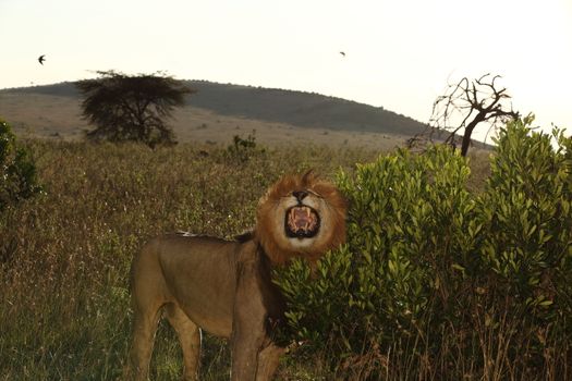 Male lion in the wilderness of Africa