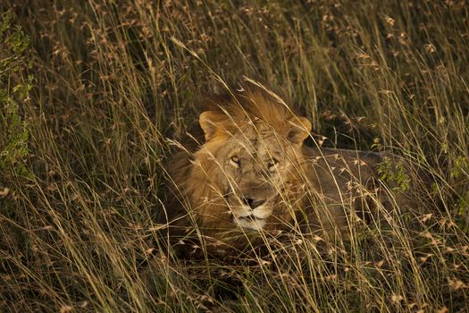 Male lion in the wilderness of Africa