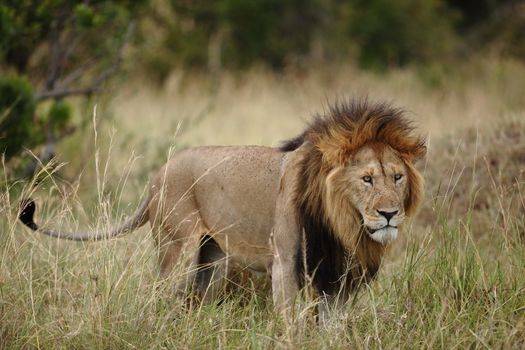 Male lion in the wilderness of Africa