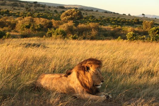 Male lion in the wilderness of Africa