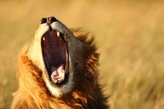 Male lion in the wilderness of Africa