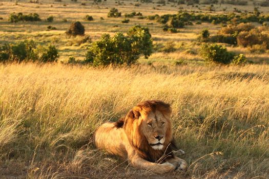 Male lion in the wilderness of Africa