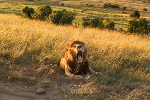 Male lion in the wilderness of Africa