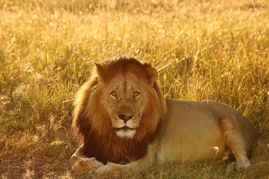 Male lion in the wilderness of Africa