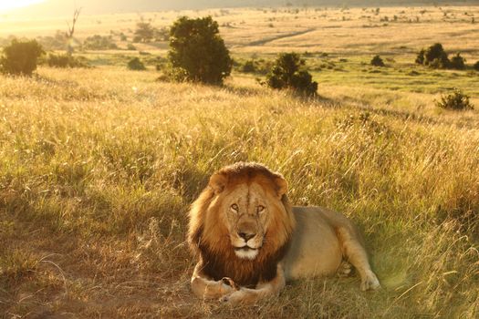 Male lion in the wilderness of Africa