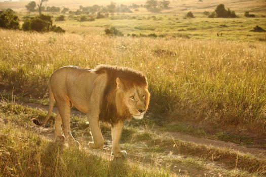 Male lion in the wilderness of Africa